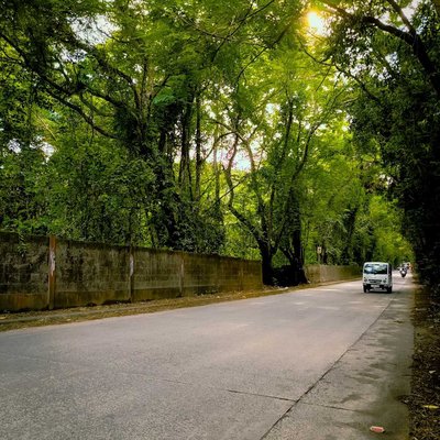 Tree lined road