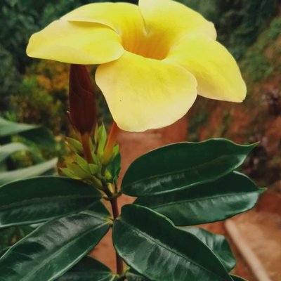 Alamanda