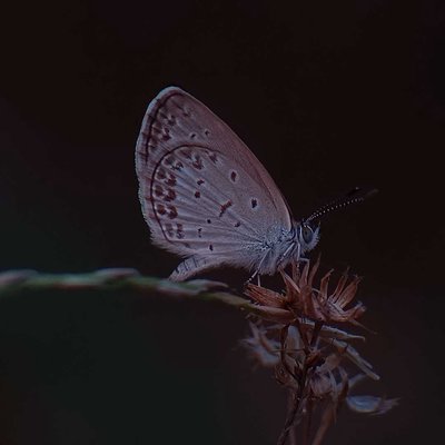 Kupu- kupu