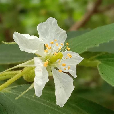 Bunga Kersen