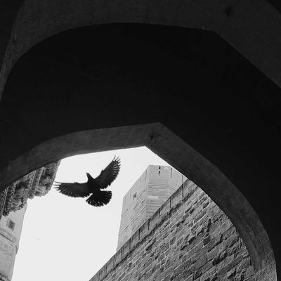 Birds born in a cage think flying is an ILLNESS! - Alejandr 