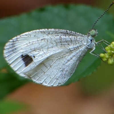 Kupu-kupu Leptosia nina