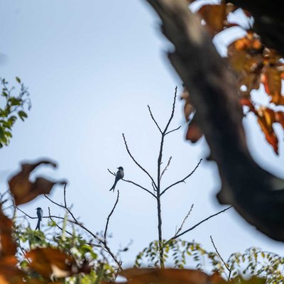 Black Drongo