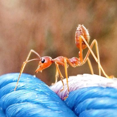 Semut Rangrang ( weaver ant )