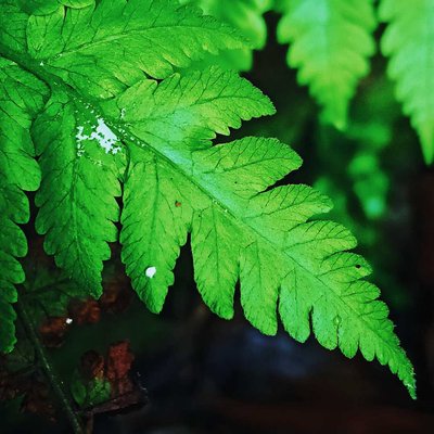 Green leaf 🌿🍀