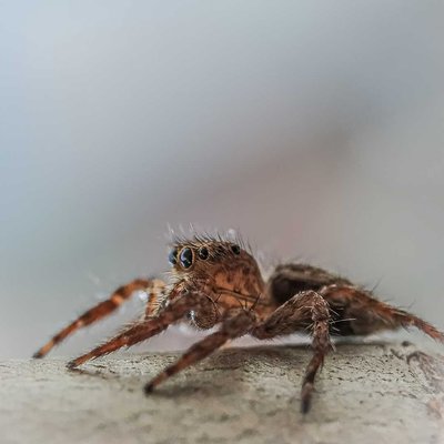 spider
