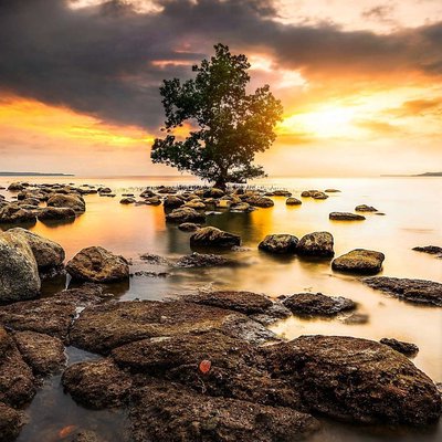sunset on the tree