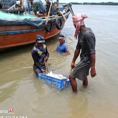 Catching hilsa fish 🐟🐠