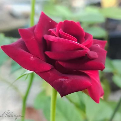 arti mawar merah