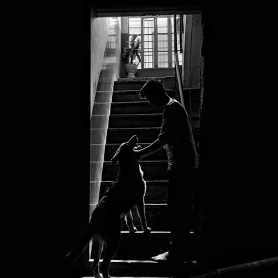 Dogs 💜