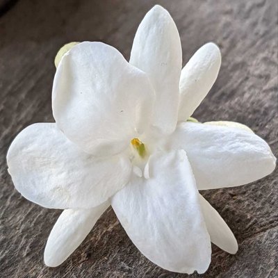 MELATI WANGI