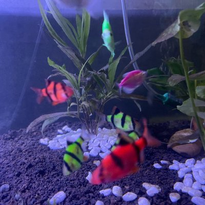 fish