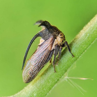 Treehoppers