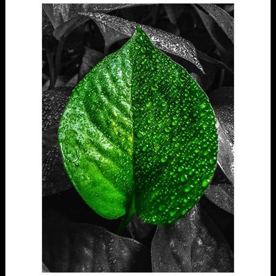 Color splash photography .