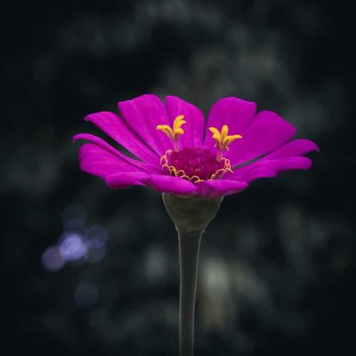 Zinnia