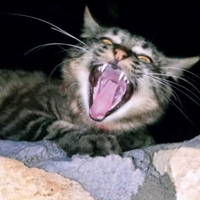 Kucing Kesayangan (Marjun)