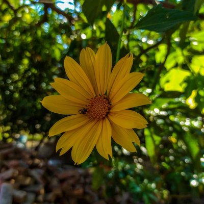 flower