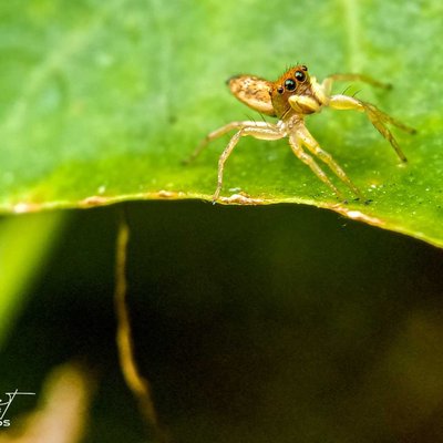 Jumper
