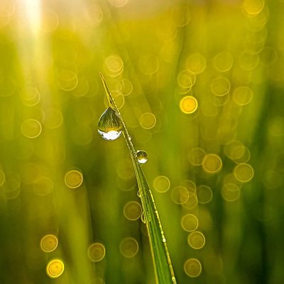 Morning Drops