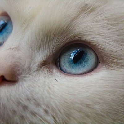 Ocean in the Eye's