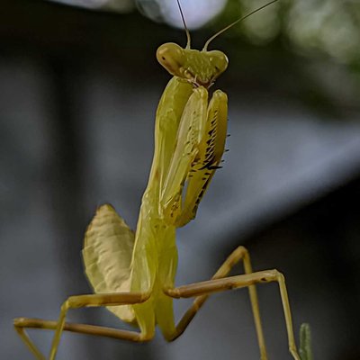 Praying Mantis