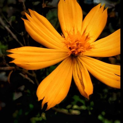 [Sulfur cosmos}