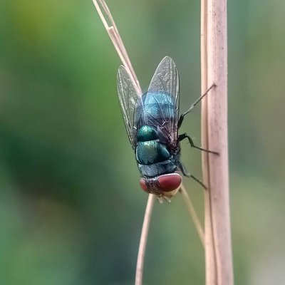 Lalat BIRU