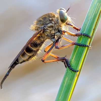 lalat rampok atau promachus