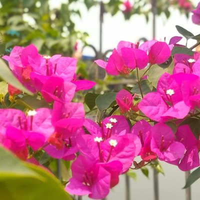 this is a Indian flower Bongvile 