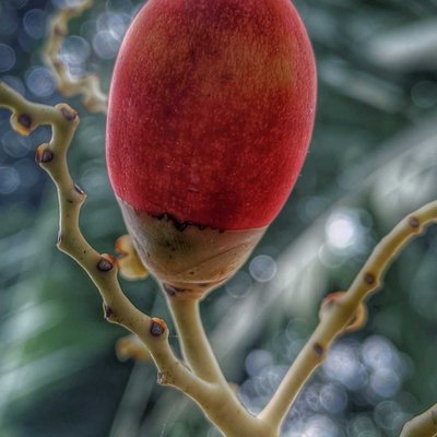 Buah Pohon Palem