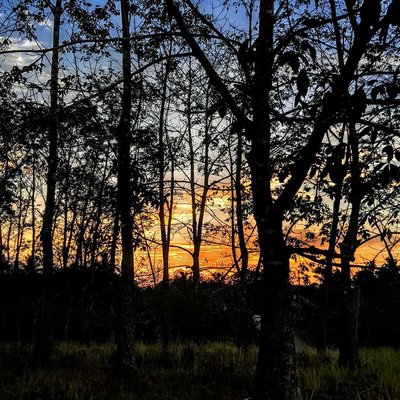 pohon karet
