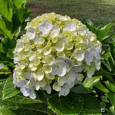 Hydrangea macrophylla