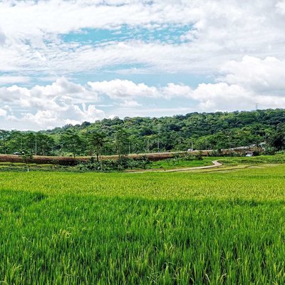sawah