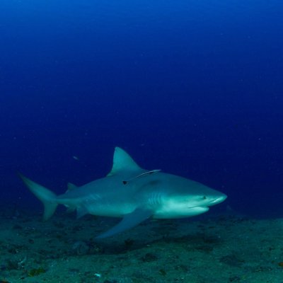 Sharks Friends, Playa Santa Lucía