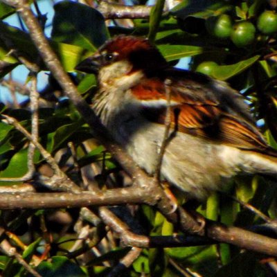 pájaro de playa ancha