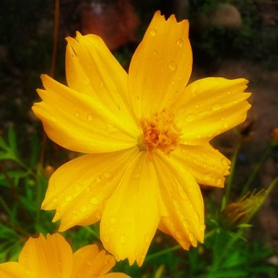 cosmos