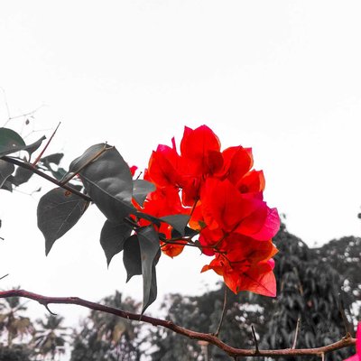 bunch of flowers 