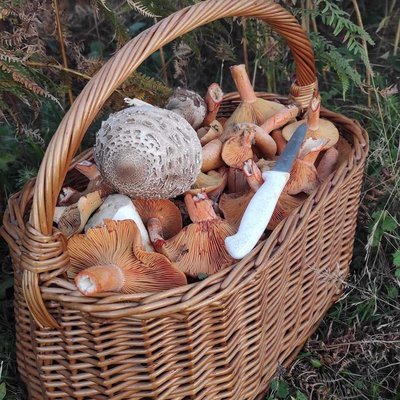 Fungi 