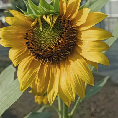 Sun Flower