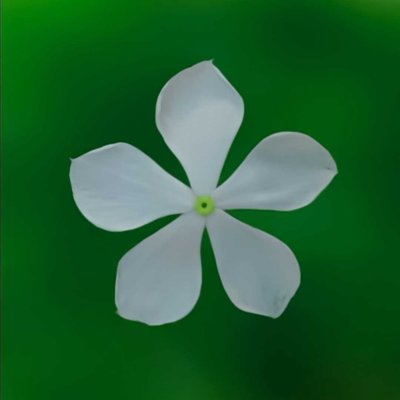 ফুল মানে সুন্দর 