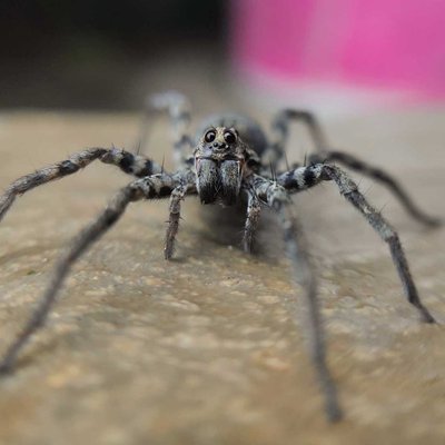 macrophotography