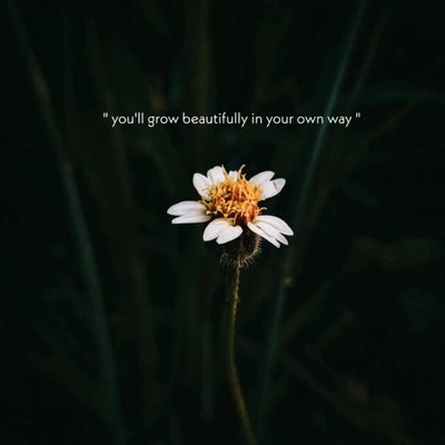 🌼