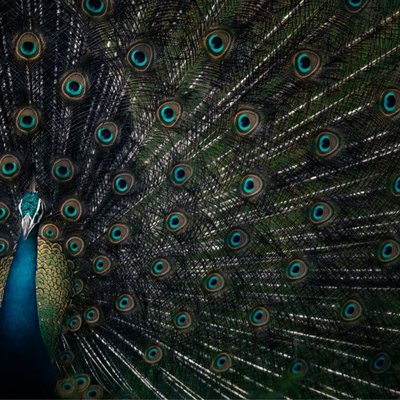 peacock 🦚 