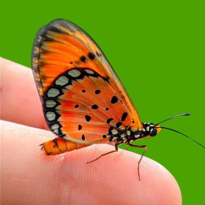 macro