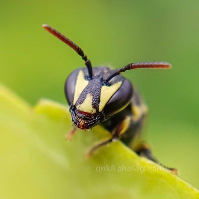 Masked bee...🐝,,,,,,,Hellooo there.....