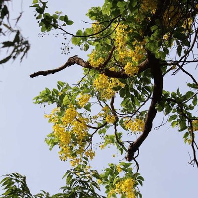 Gilded petals stranded in mid-air. 
