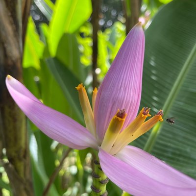 Banana flower 