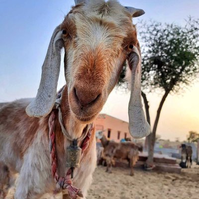 She goat