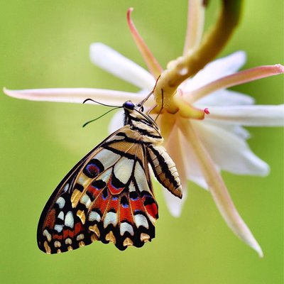 Kupu-kupu jeruk (Papilio demoleus)