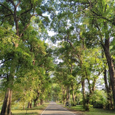 Forest area 💚